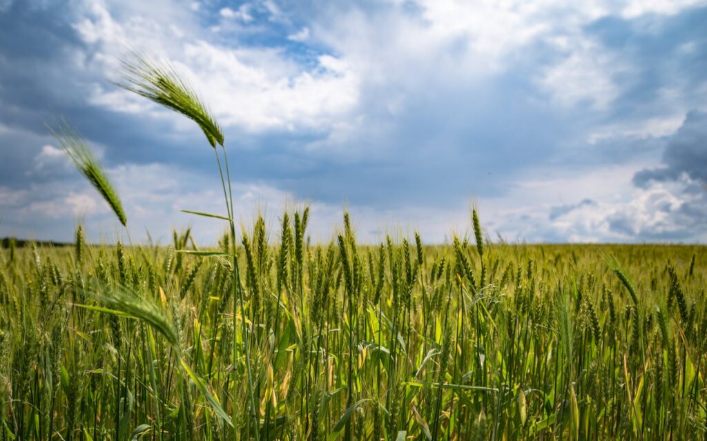 Photo by Anton Atanasov A vibrant wheat field stretches under a dramatic cloud-filled sky, capturing nature's beauty.